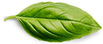 Feuille verte naturelle Une image d'une feuille verte.