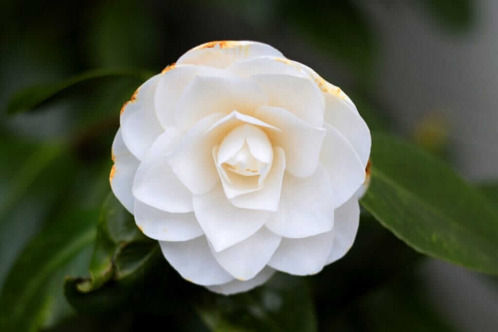 Camellia sinensis : La plante derrière le thé Feuilles de Camellia sinensis, révélant leurs détails botaniques et leur texture unique.
