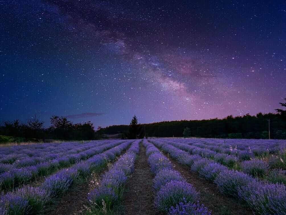 Variété plantes à thé, illustrant la richesse et la diversité du monde du thé