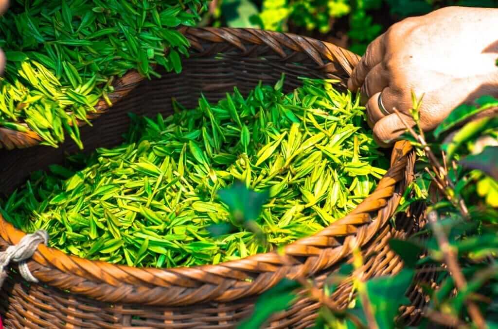 Trésors de la nature Panier en osier rempli de feuilles de thé vertes fraîchement cueillies